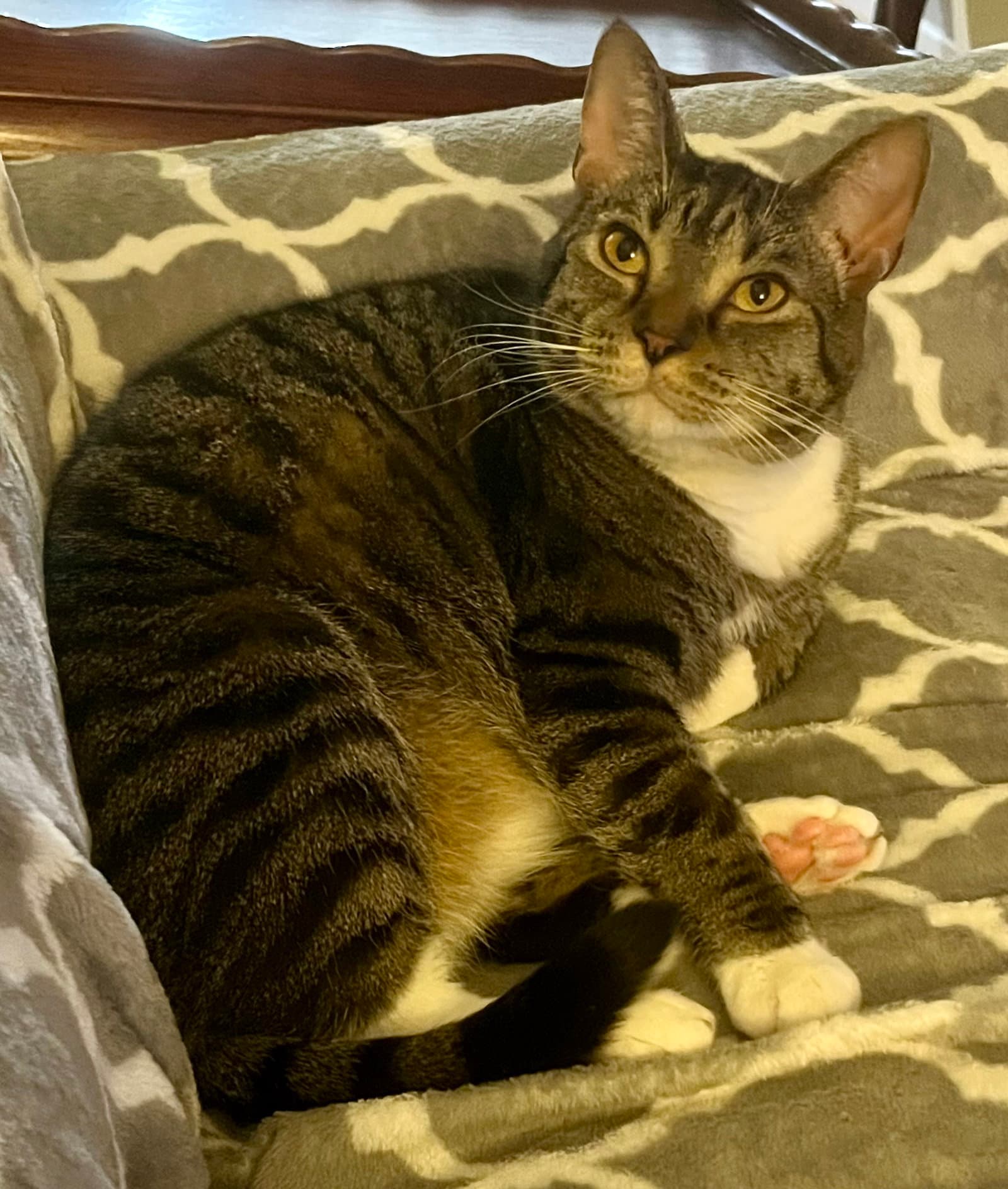 Carbonara - Domestic Short Hair