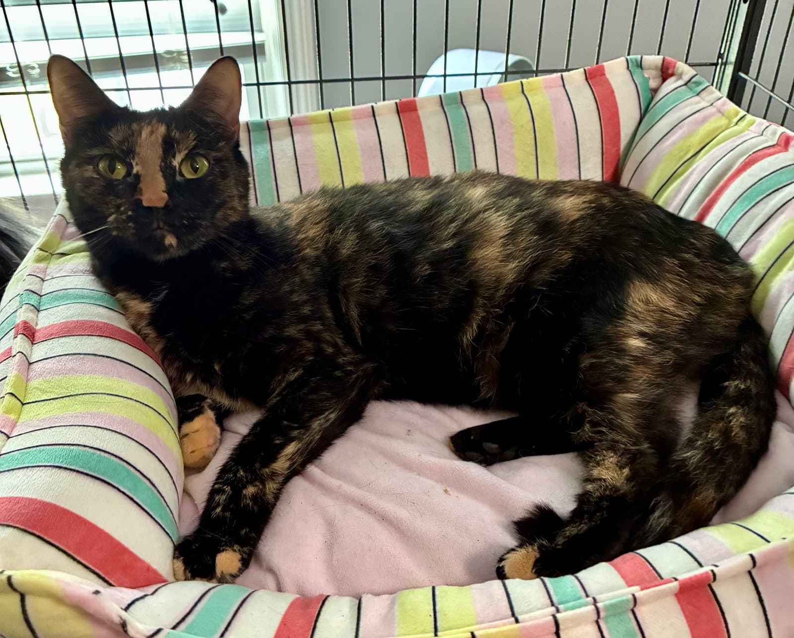 Beetle - Domestic Short Hair