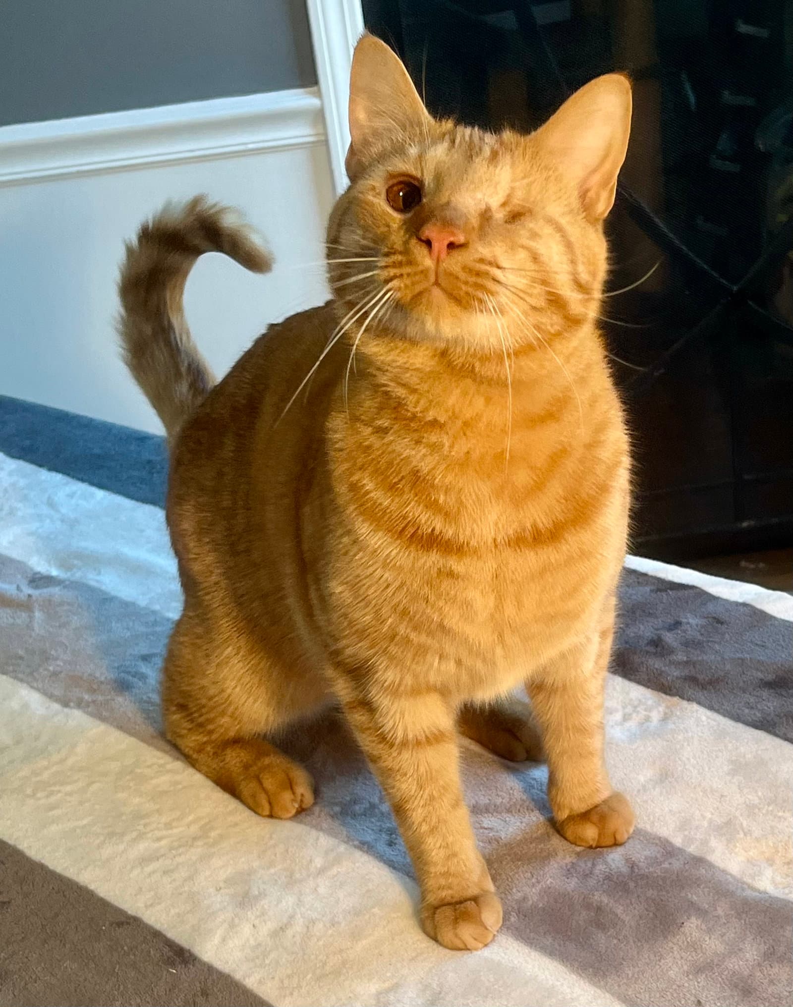 Bonfire - Domestic Short Hair