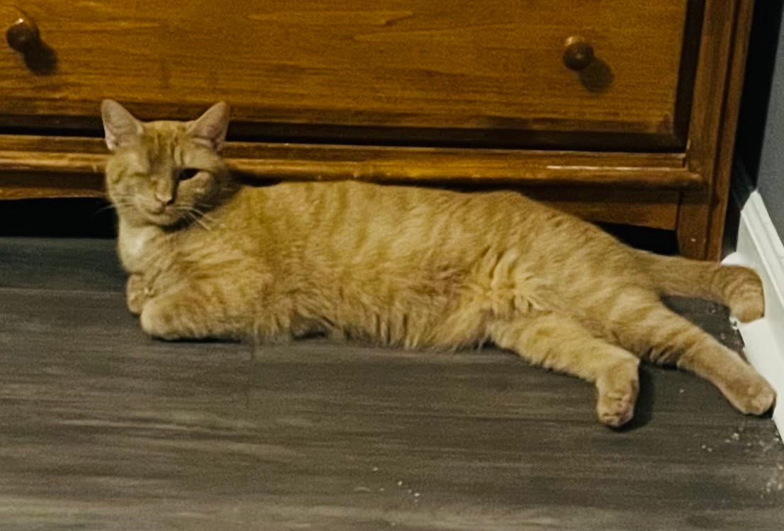 Candy Corn - Domestic Short Hair