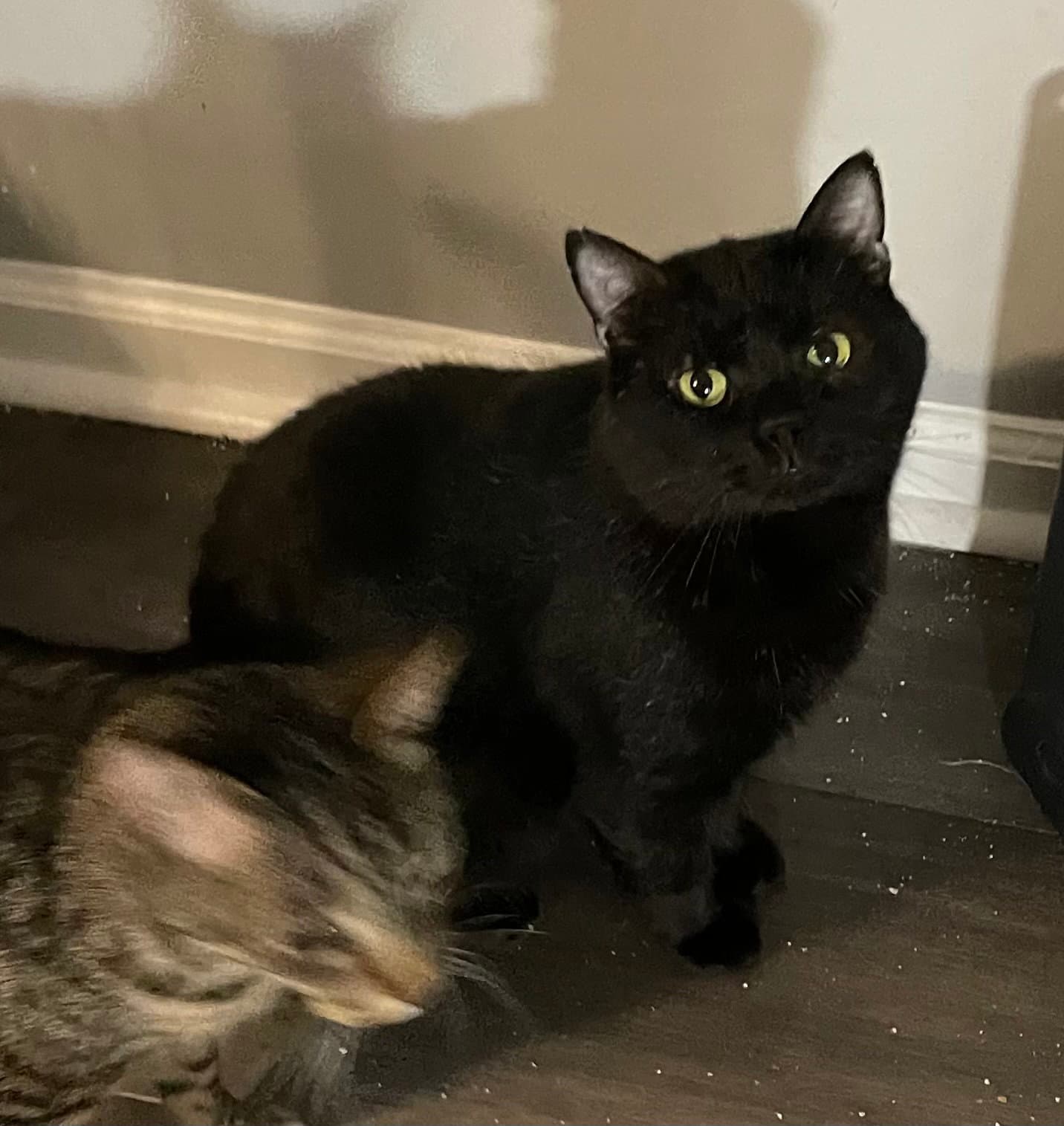 Martin - Domestic Short Hair