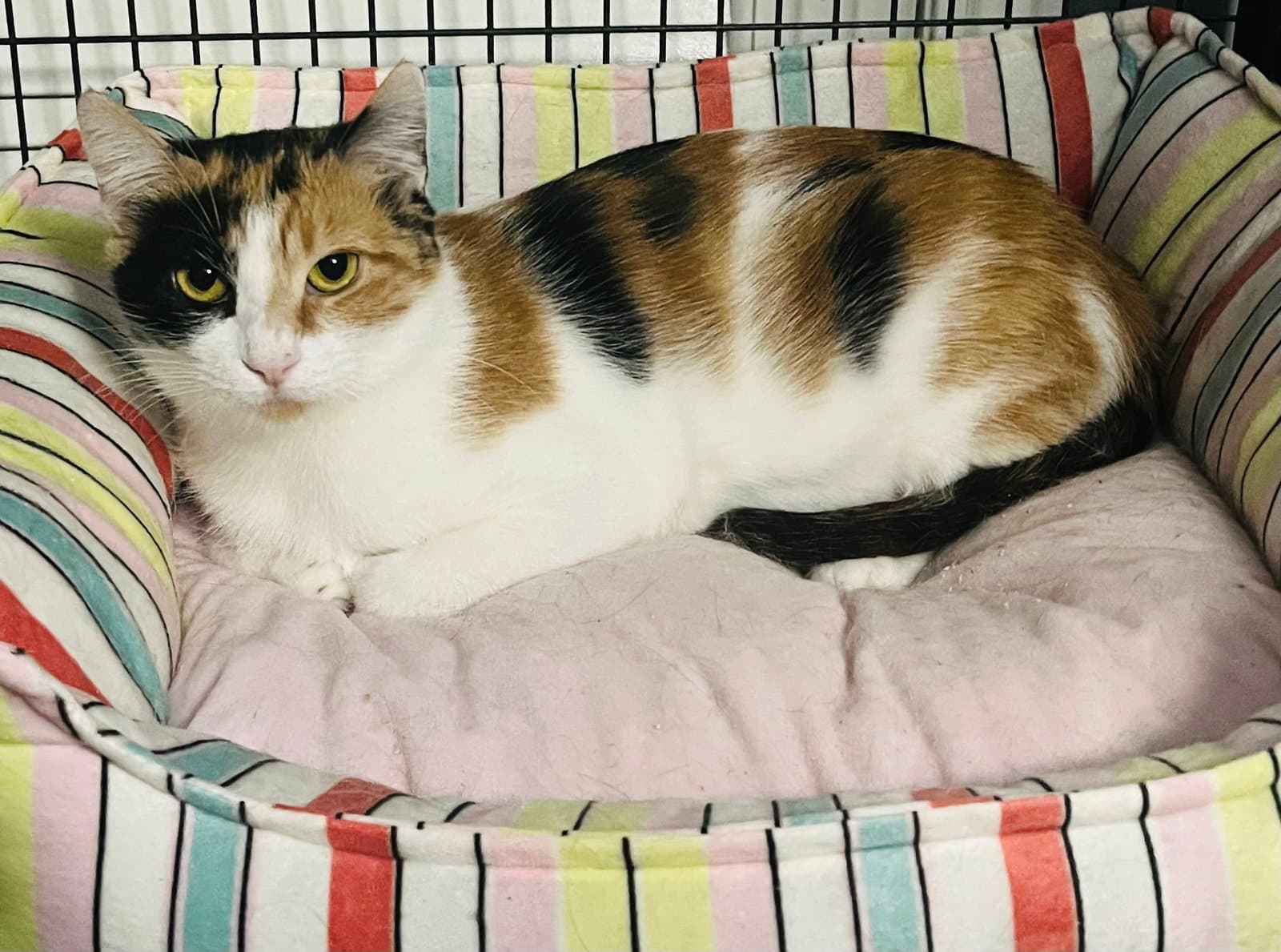 Chrysanthemum - Domestic Short Hair