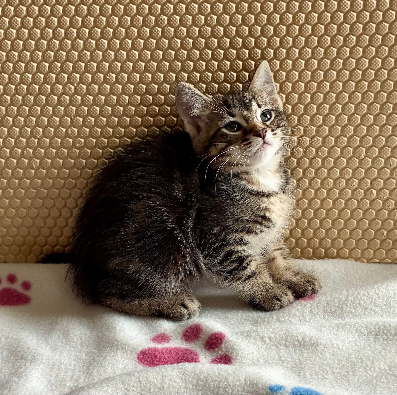 Petunia - Tabby
