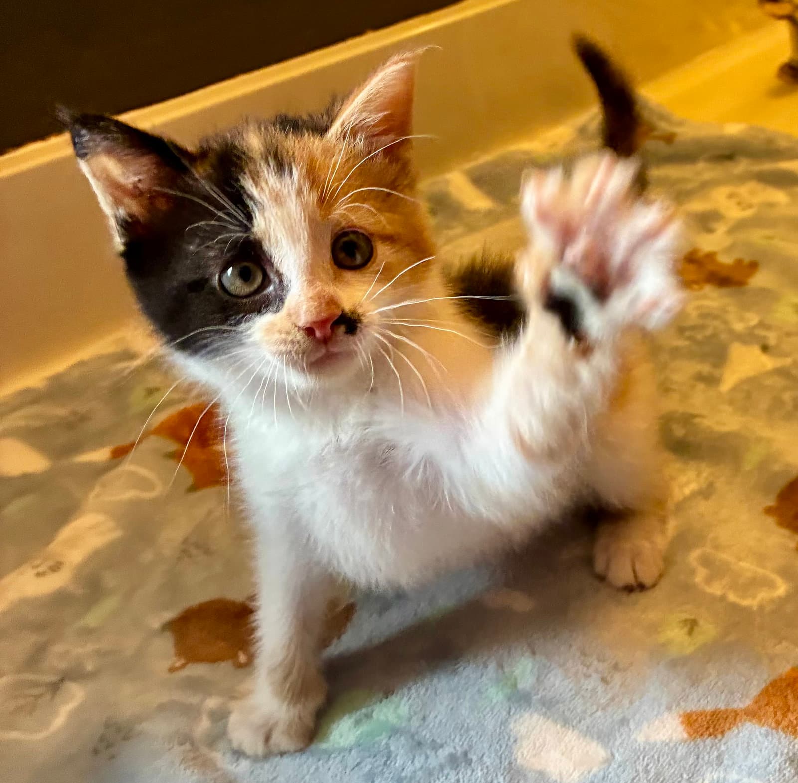 Darla - Calico