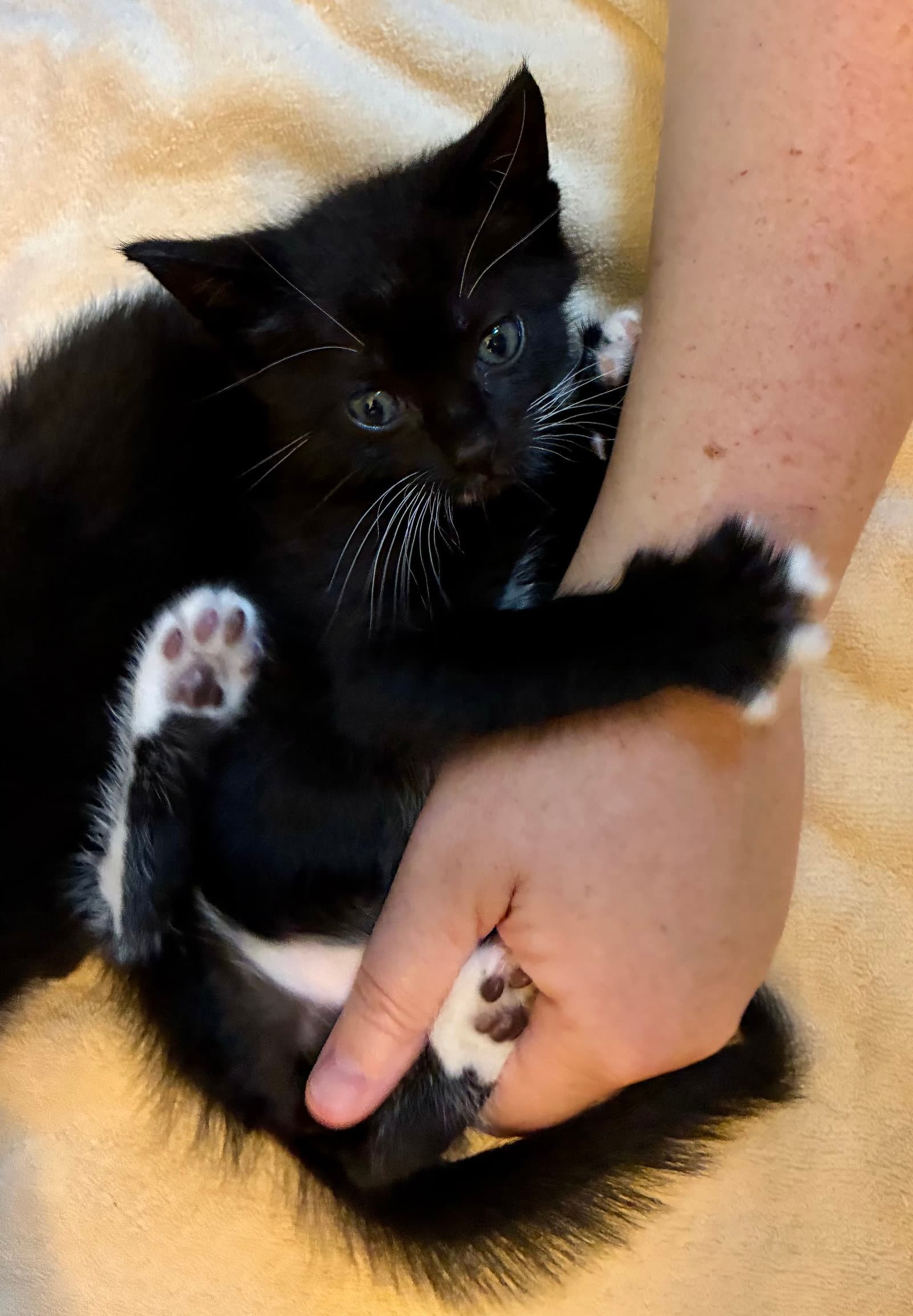 Penn - Tuxedo