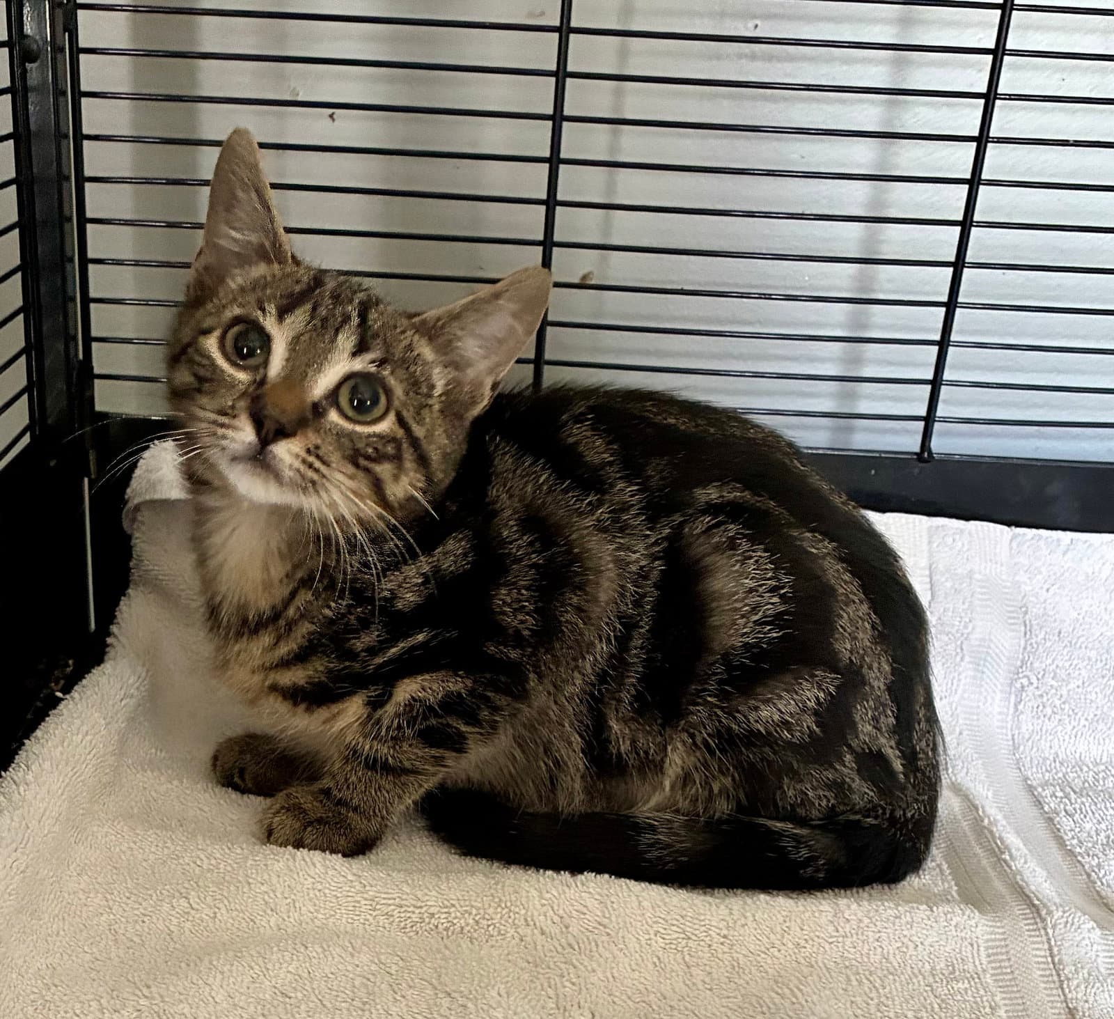Splash - Domestic Short Hair