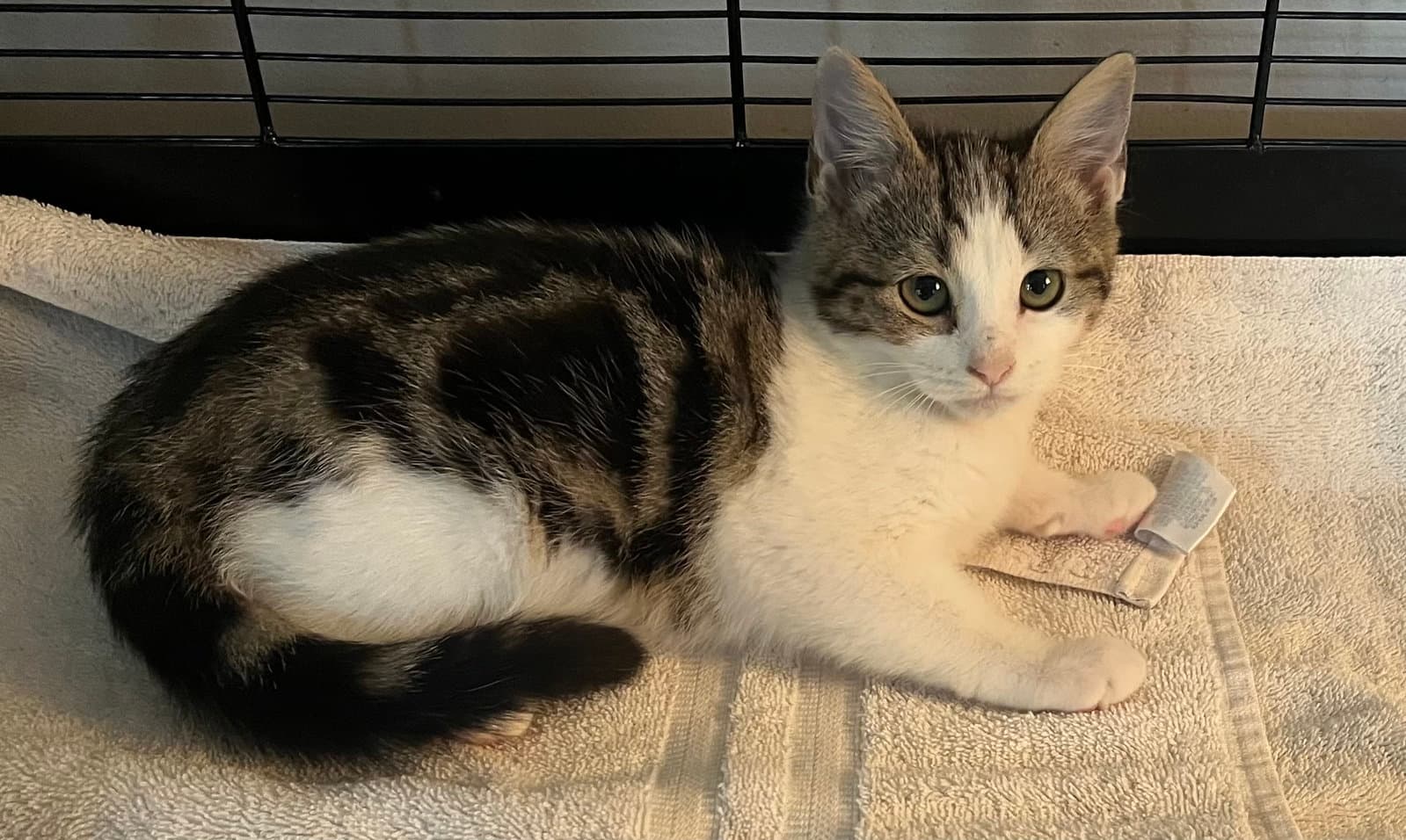Flutter - Domestic Short Hair