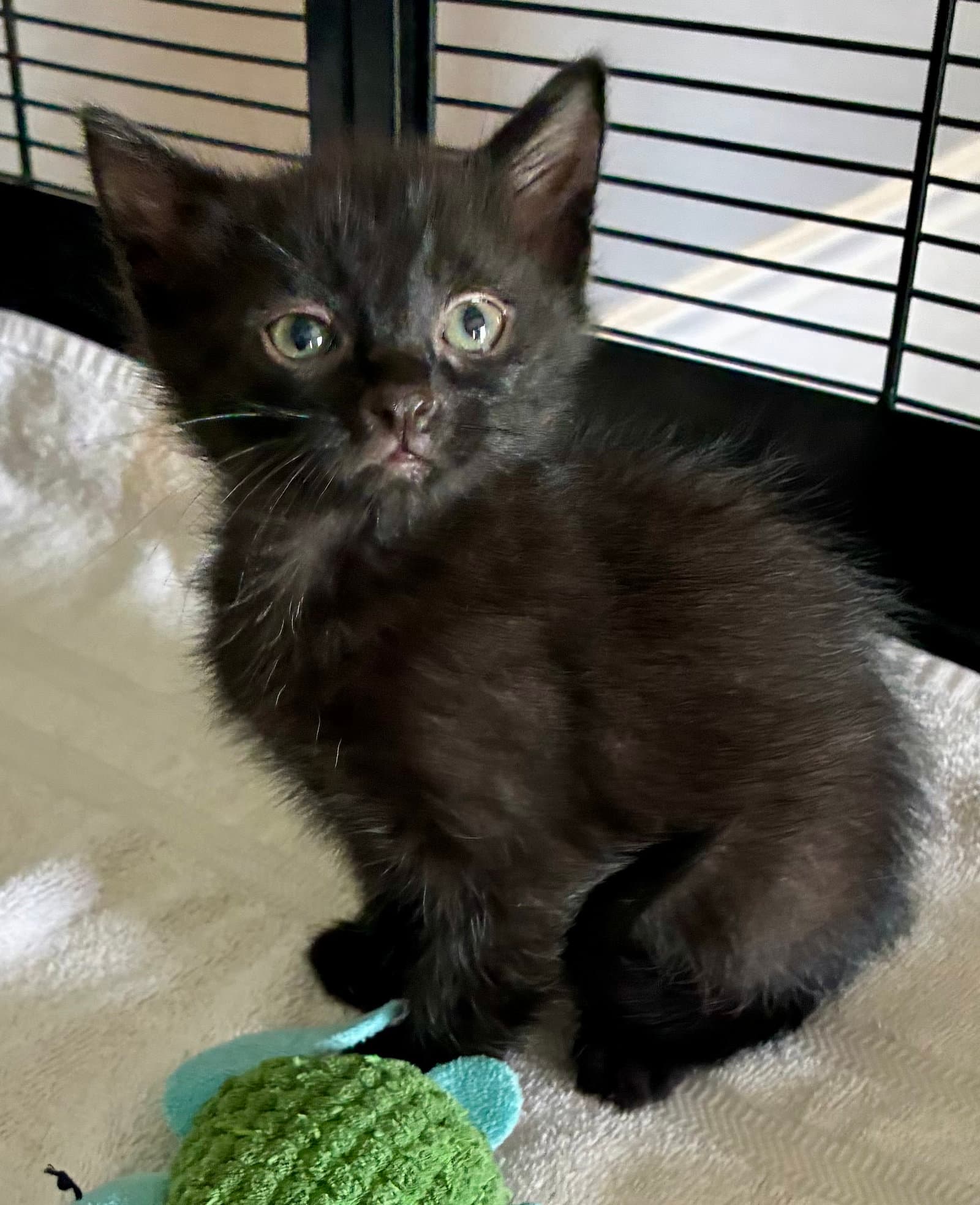 Lark - Domestic Short Hair