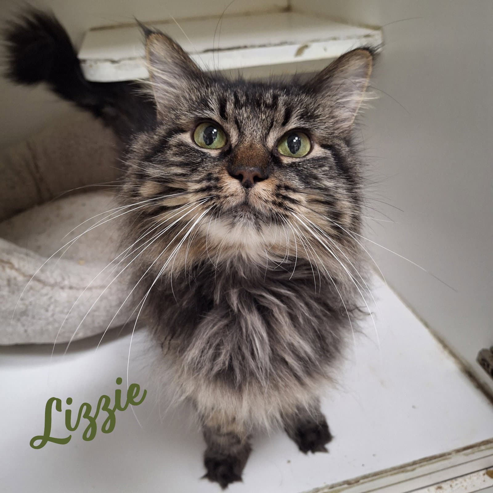 Lizzie Real-Beauty - Maine Coon