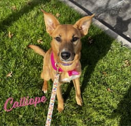 Calliope Miss-Congeniality image 1