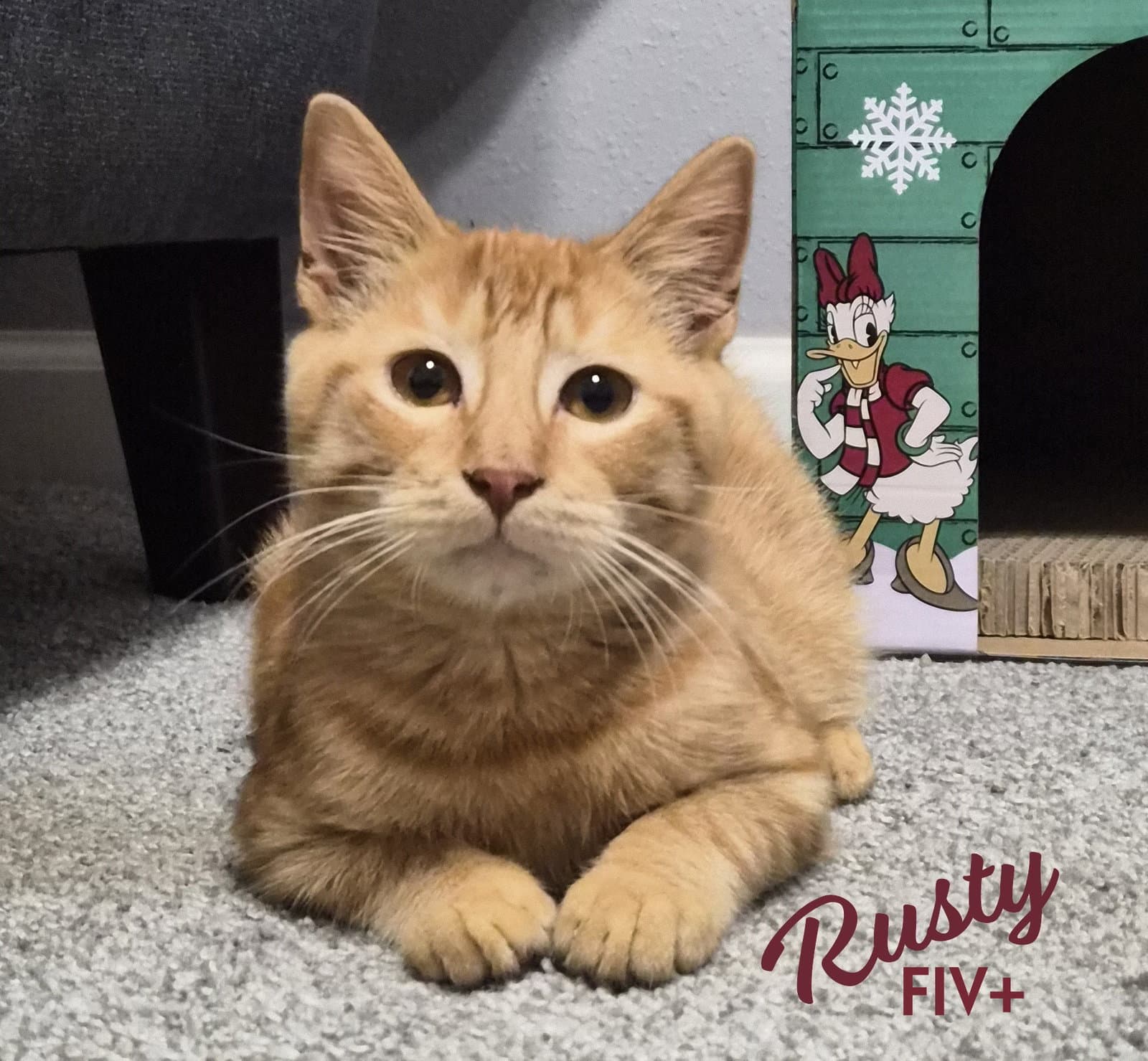 Rusty Friendly-Ginger-Boy - Tabby