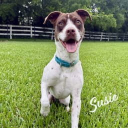 Susie Lovebug-Extraordinaire image 1