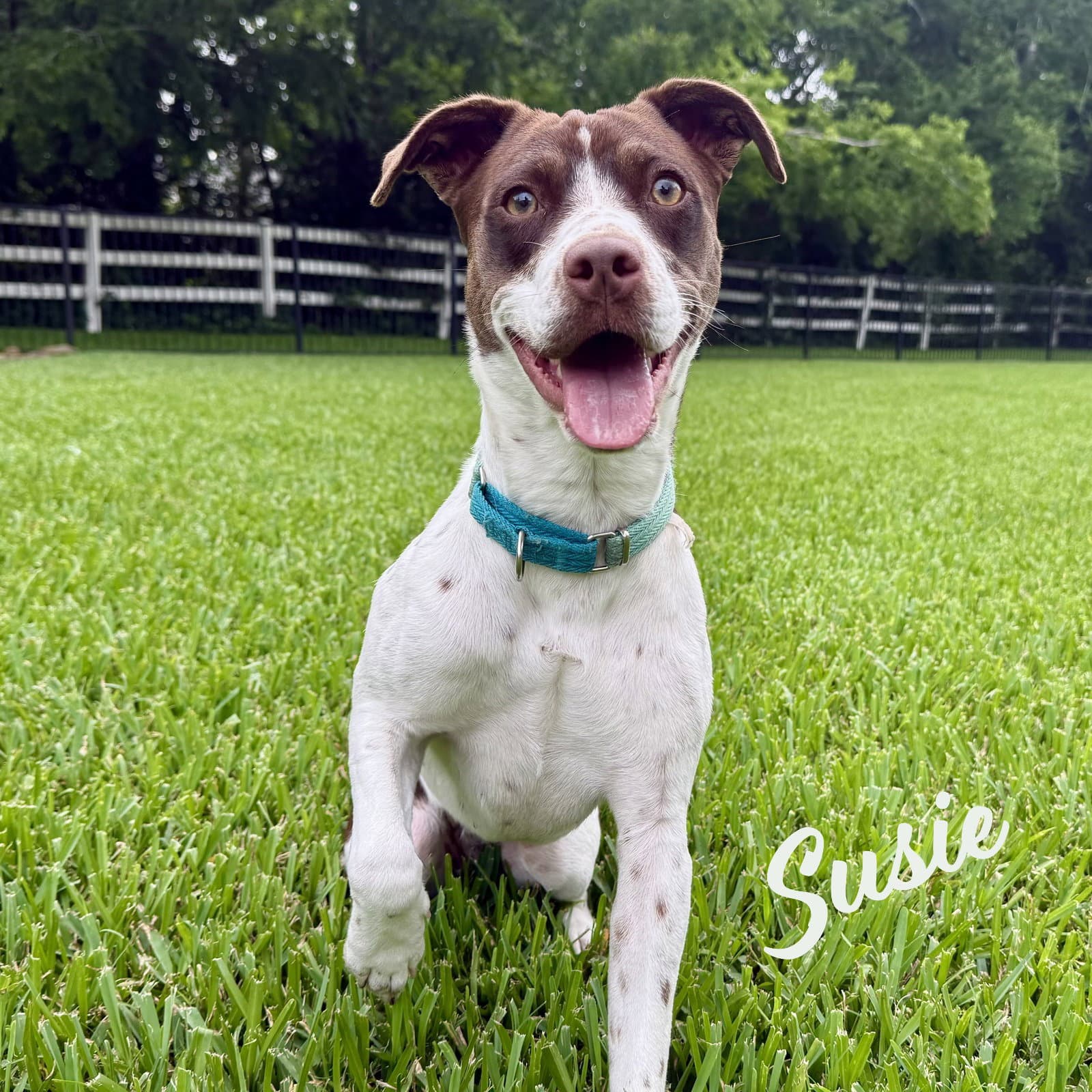 Susie Lovebug-Extraordinaire - Spaniel