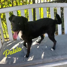 Pablo Ball-Of-Energy image 1