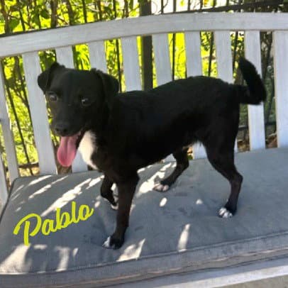Pablo Ball-Of-Energy - Jack Russell Terrier