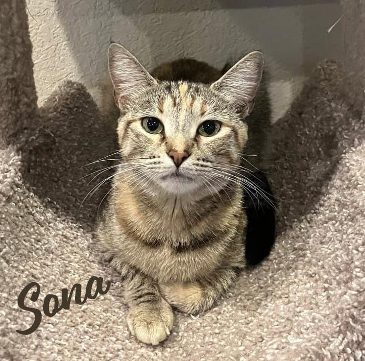 Sona Nose-Kisser - Torbie