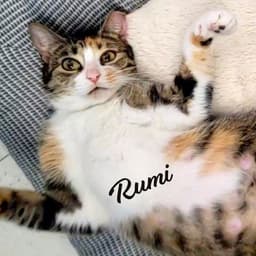Rumi Furry-Comforter image 1