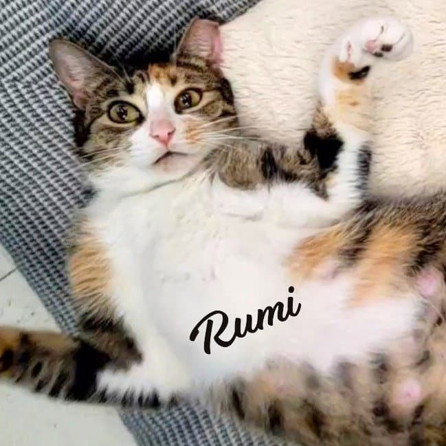 Rumi Furry-Comforter - Calico