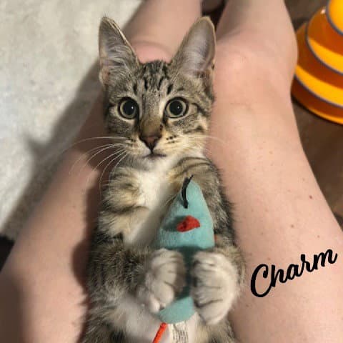 Charm Sister-Of-Venus - Tabby