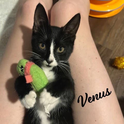 Venus Sister-Of-Charm - Tuxedo