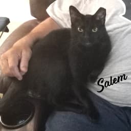Salem Mr-Schoomzer image 2