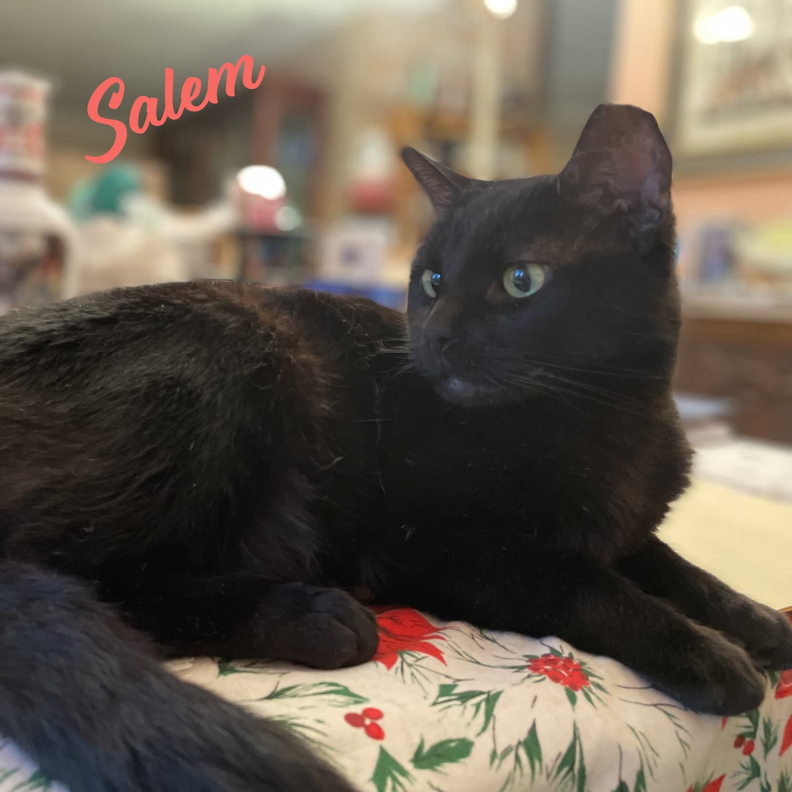 Salem Mr-Schoomzer - Bombay