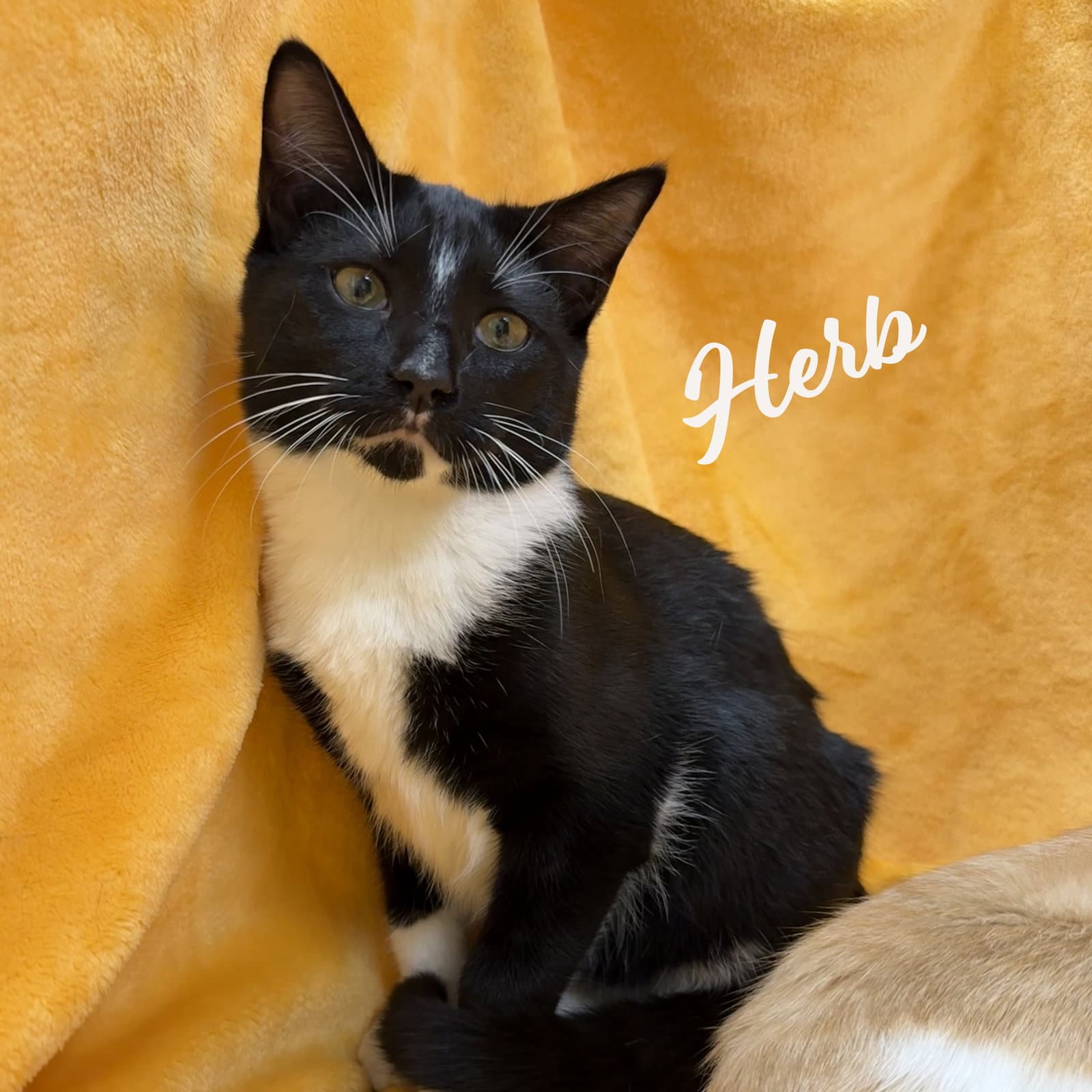 Herb Brother-Of-Clementine - Tuxedo