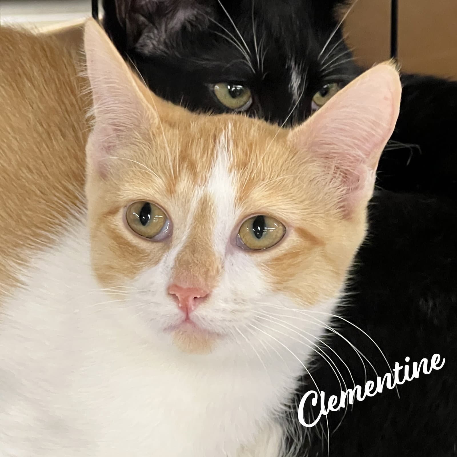 Clementine Sister-Of-Herb - Tabby