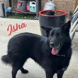 Isha Loyal-Lassie image 1