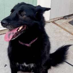 Isha Loyal-Lassie image 2
