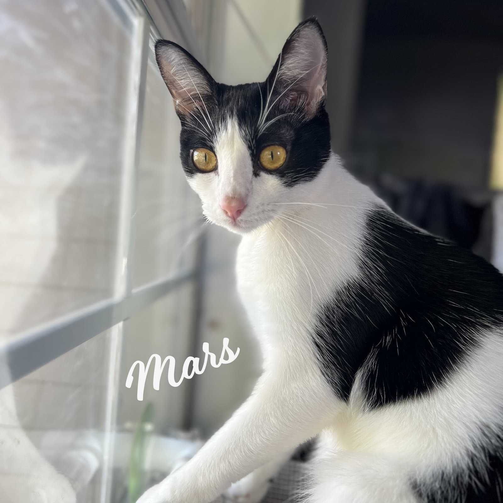 Mars Bonded-To-Neptune - Tuxedo
