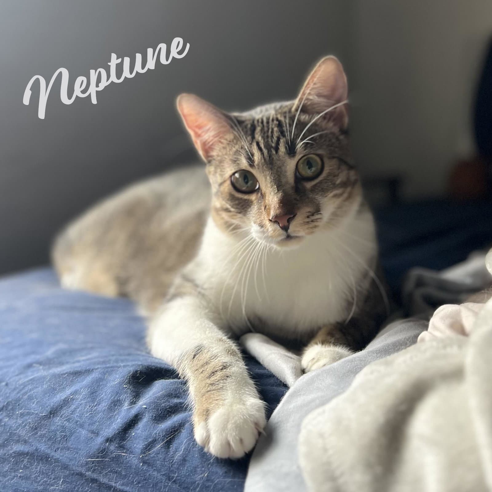 Neptune Bonded-To-Mars - Tabby