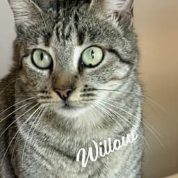 Willow Your-Fast-Friend image 1