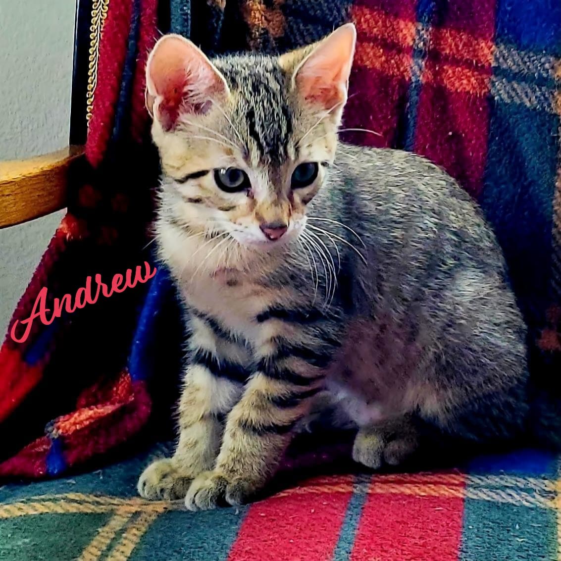 Andrew Winsome-Fivesome - Tabby
