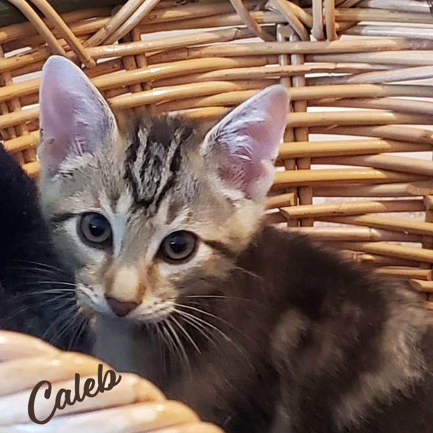 Caleb Winsome-Fivesome - Tabby