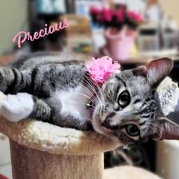 Precious Cutie-Pie image 1