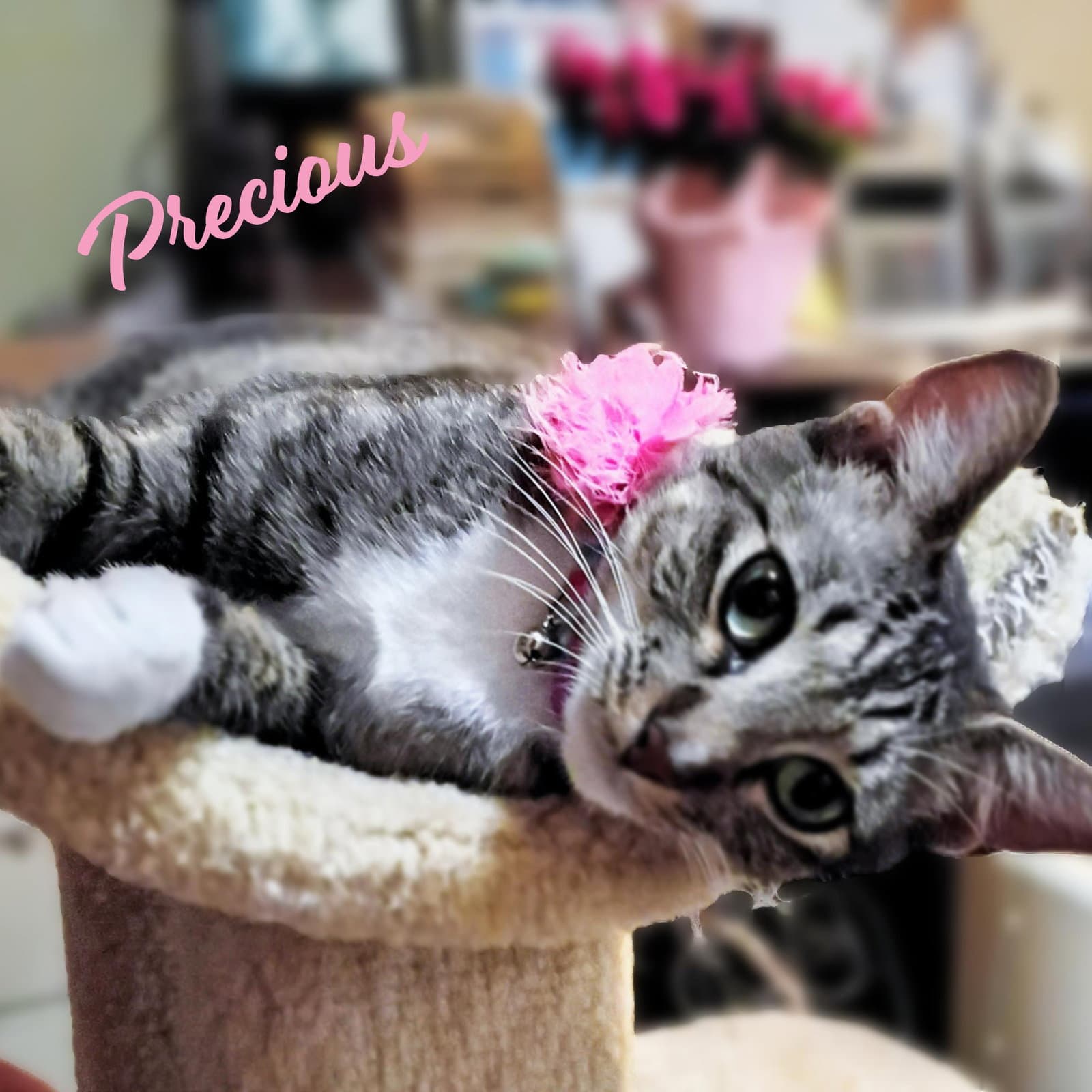 Precious Cutie-Pie - Tabby