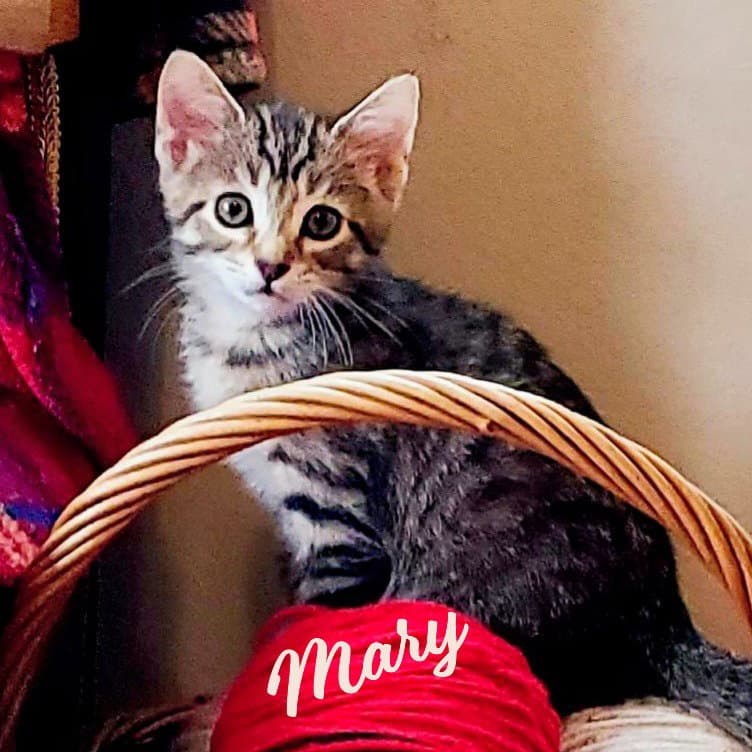 Mary Winsome-Fivesome - Tabby