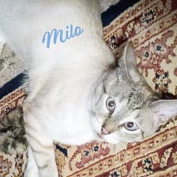 Milo Devotee-Of-People image 1