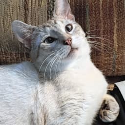 Milo Devotee-Of-People image 2