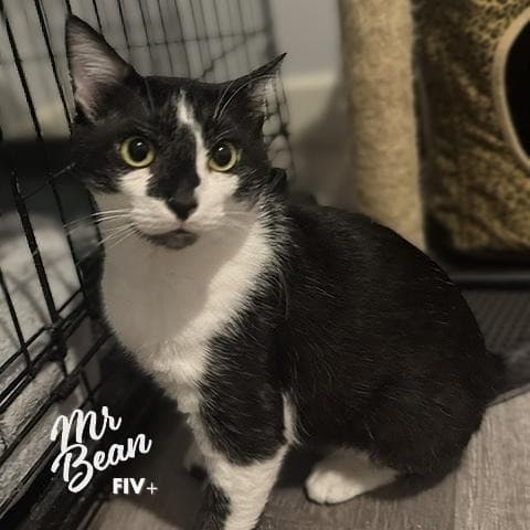 Mr Bean Retired-Dumpster-Diver - Tuxedo