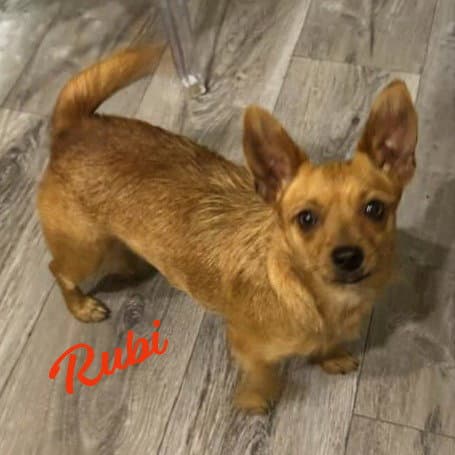 Rubi Bonded-To-Sophie - Dachshund