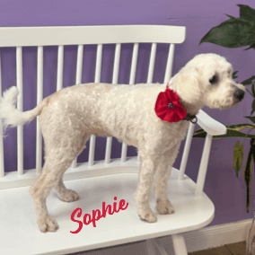 Sophie Bonded-To-Rubi - Poodle (Miniature)