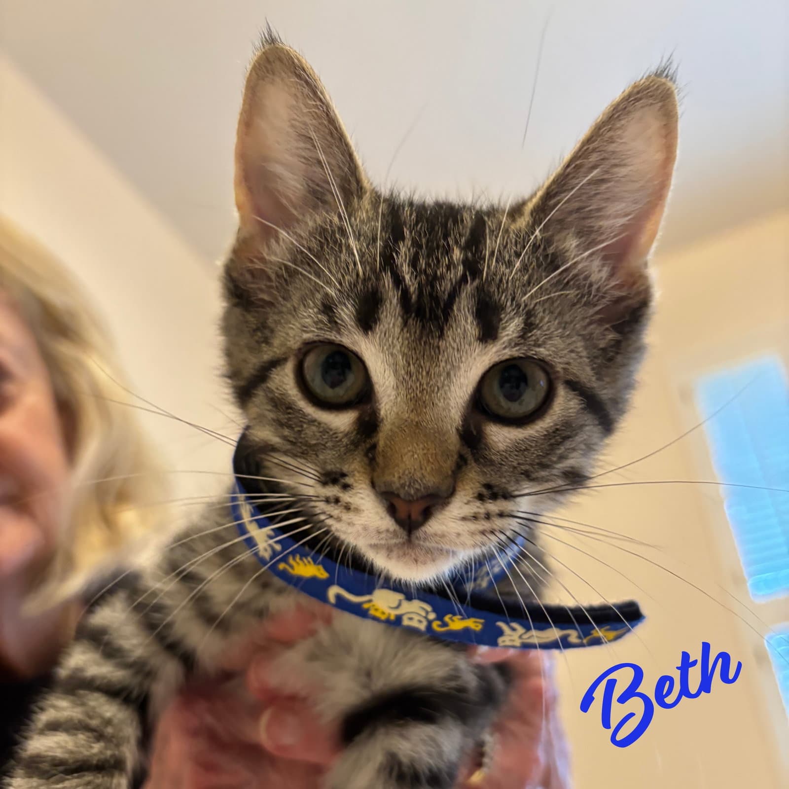 Beth Little-Women-Litter - Tabby