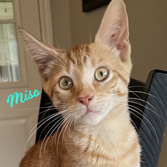 Miso Japanese-Litter - Tabby