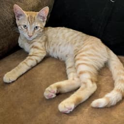 Miso Japanese-Litter image 2