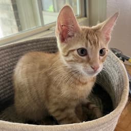 Miso Japanese-Litter image 4