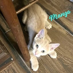 Mango Japanese-Litter image 1