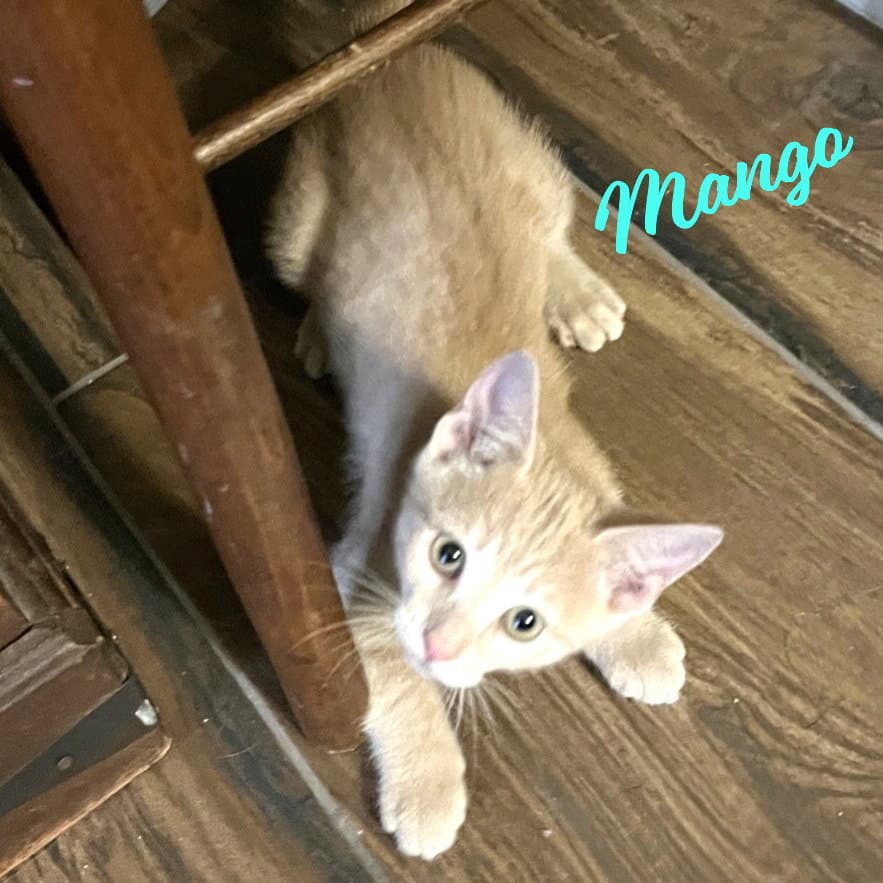Mango Japanese-Litter - Tabby