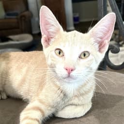 Mango Japanese-Litter image 2